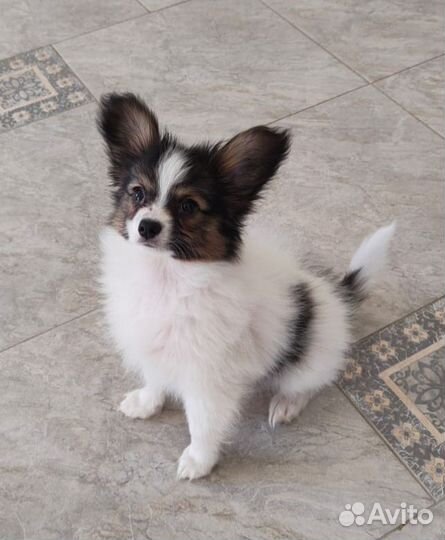 Щенки папийона