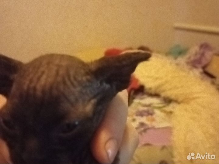 Канадский сфинкс котенок