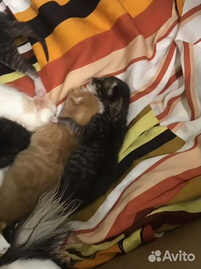 Котята в добрые руки