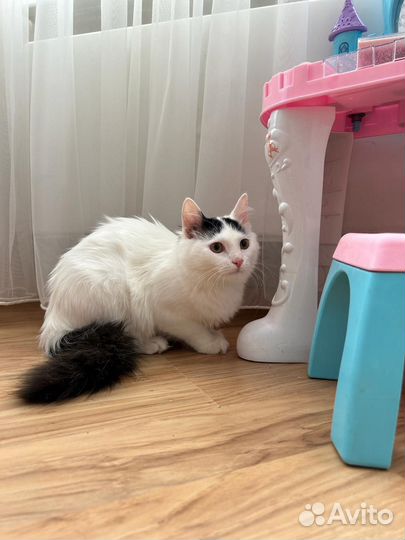 Котенок ищет дом