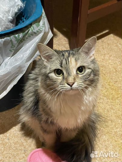 Кошка