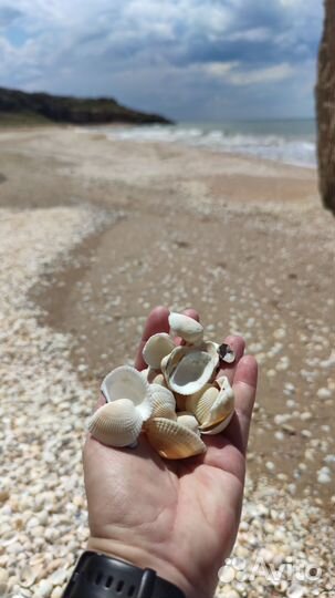 Морские ракушки гребешки