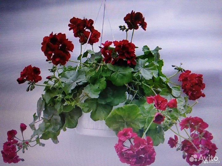 Пеларгония герань сортовая