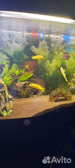 Цихлиды еллоу