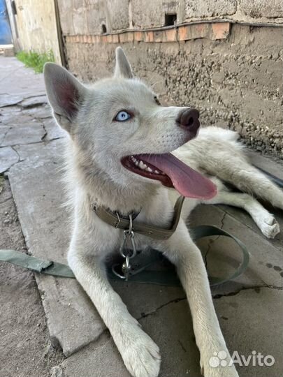 Ищем добрые руки для этого парня