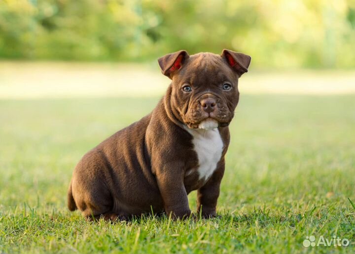 Американский булли