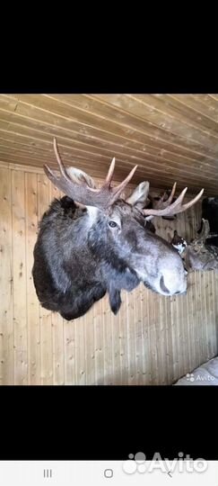 Голова чучело лося