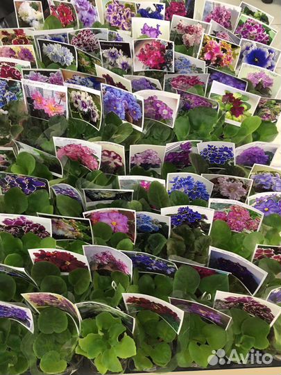 Сортовые фиалки