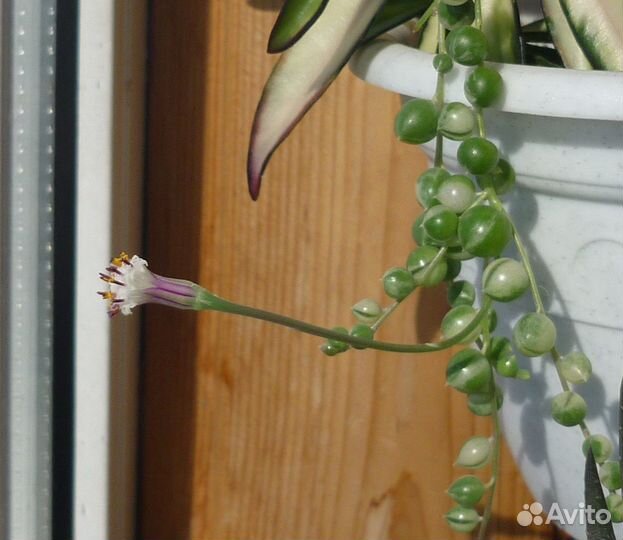 Крестовник роули, долларовое дерево, очиток