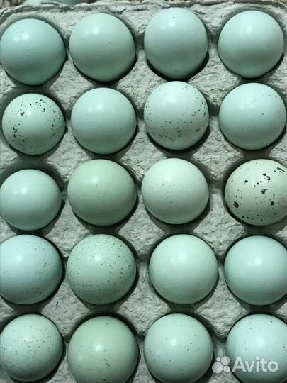 100шт Лотки для яиц перепелов