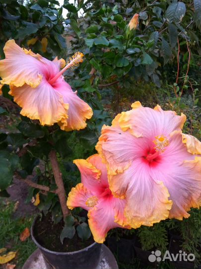 Гибискус Sleeping Beauty