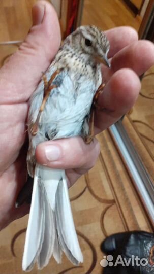 Жаворонок полевой