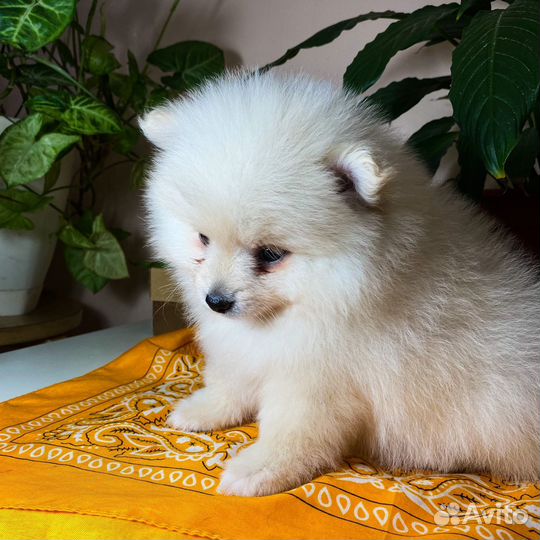 Щенки шпица