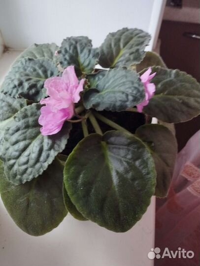 Фиалка в горшках