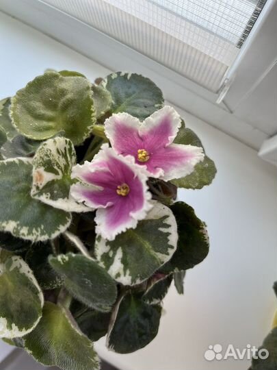 Фиалка с плошкой