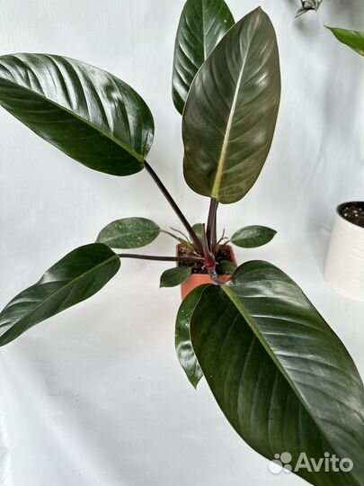 Филодендрон роджо конго