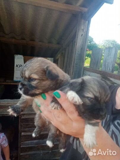 Щенки пекинеса