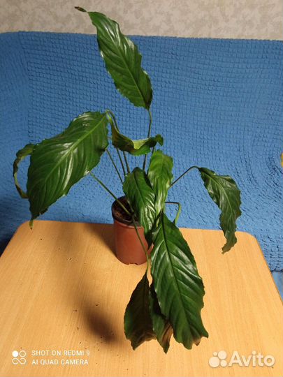 Спатифиллум