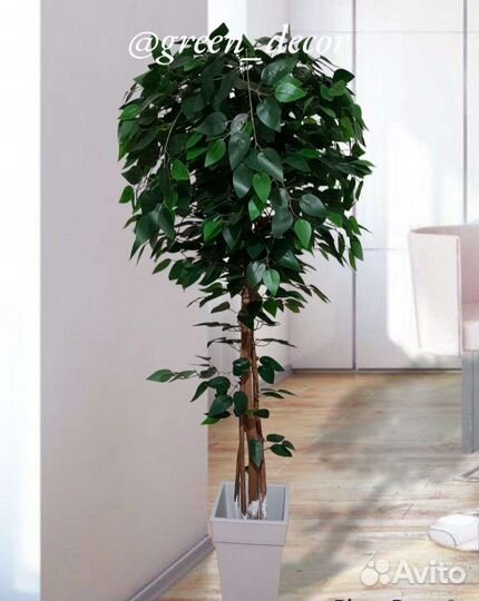 Искусственное дерево Фикус