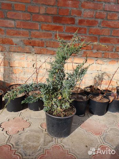 Можжевельник Блю Альпс