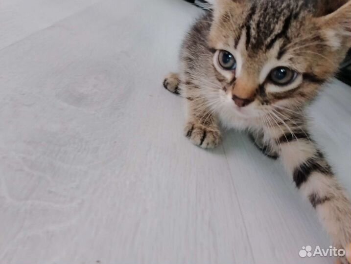 Котята смесь сфинкс Браш с Табби