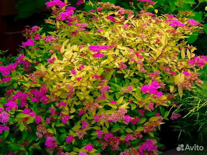 Семена Спиреи Голден Принцесс 1000+ шт