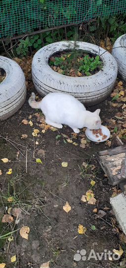 Пристрою кошечку в добрые руки