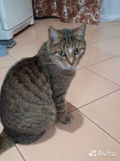 Кот в добрые руки