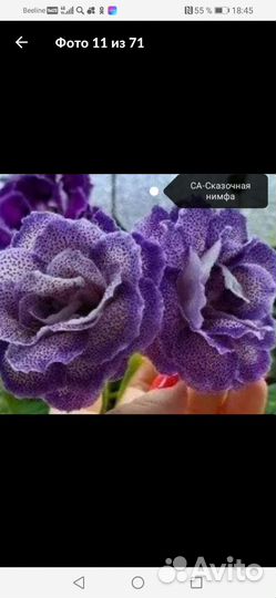 Глоксиния лист укоренившиеся