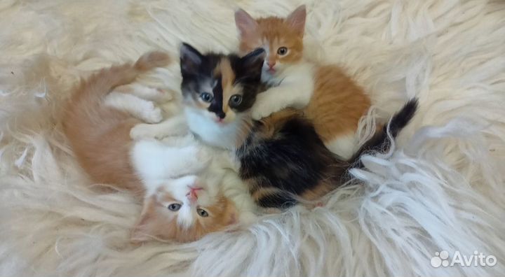 Котята в любящие, добрые руки