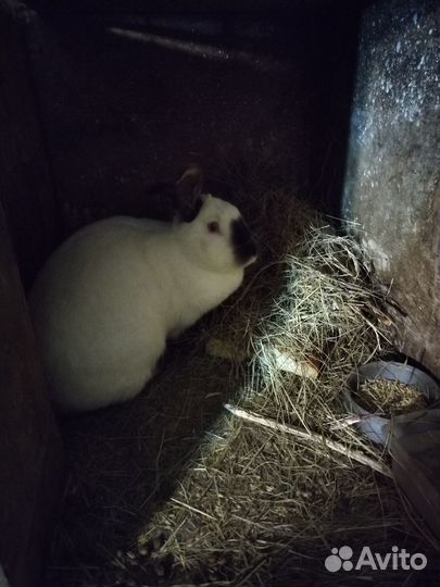 Калифорнийские кролики