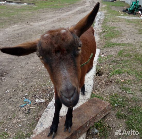 Коза дойная чешская