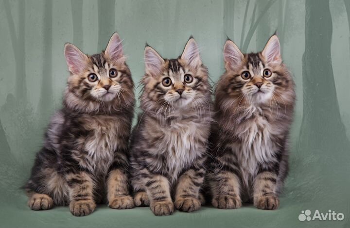 Котики курильский бобтейл