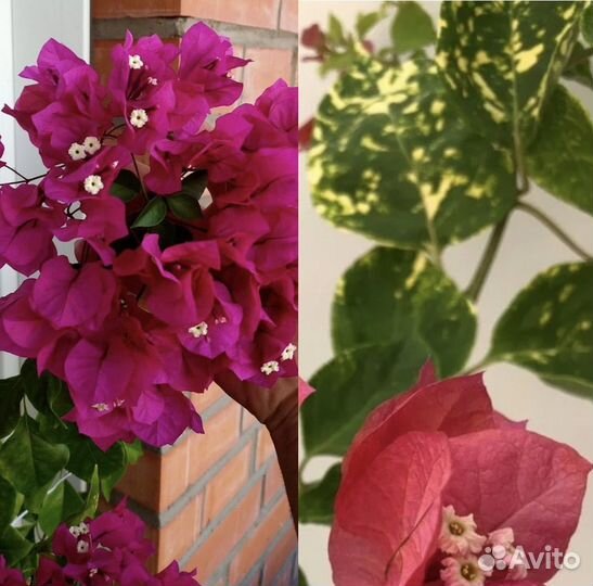 Комнатные растения. Бугенвиллея