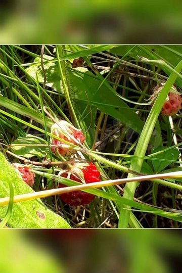 Дом 36 м² на участке 38 сот.