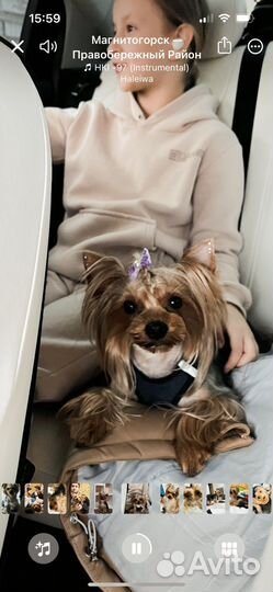 Йоркширский терьер