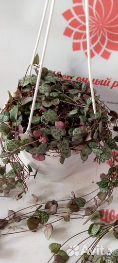 Сенецио, церопегия, гиацинт, лимон лайм