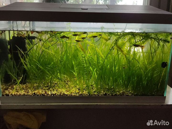 Аквариум