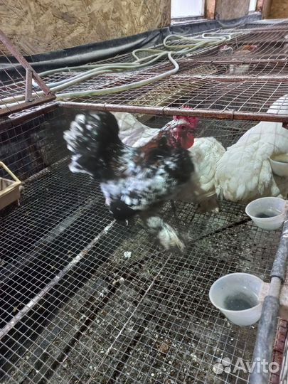 Куры бентамки