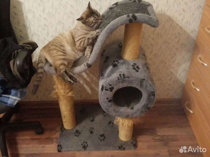 Кошка в дар бесплатно с когтеточкой