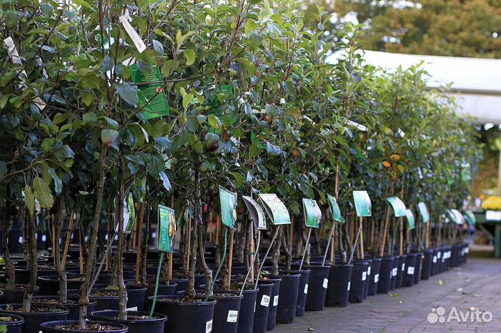 Саженцы плодовых деревьев