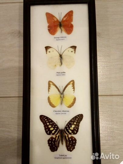 Гербарий картина бабочки