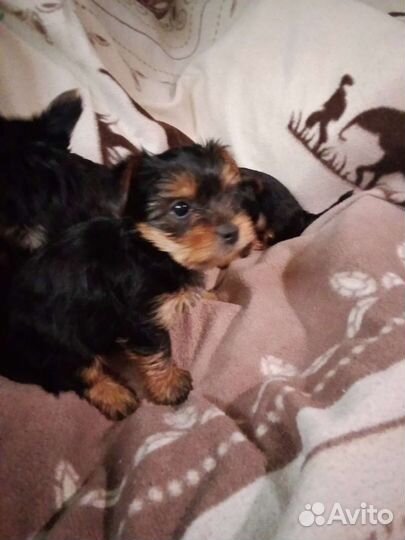 Йорки- Миники