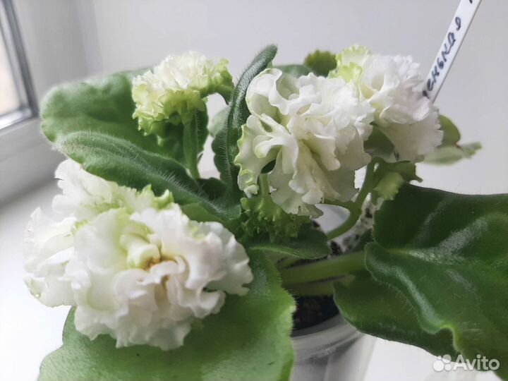 Детки и стартеры сортовых фиалок