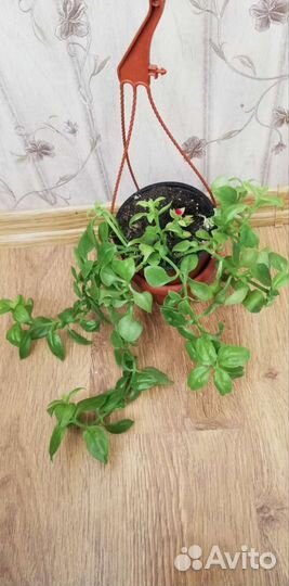 Гибискус Купера и др