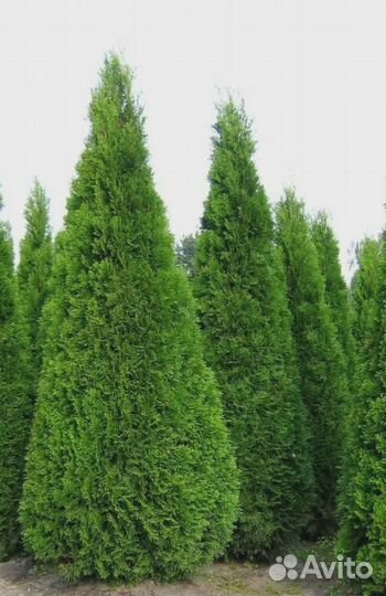 Смарагд,Колумна,Брабан в ассортименте