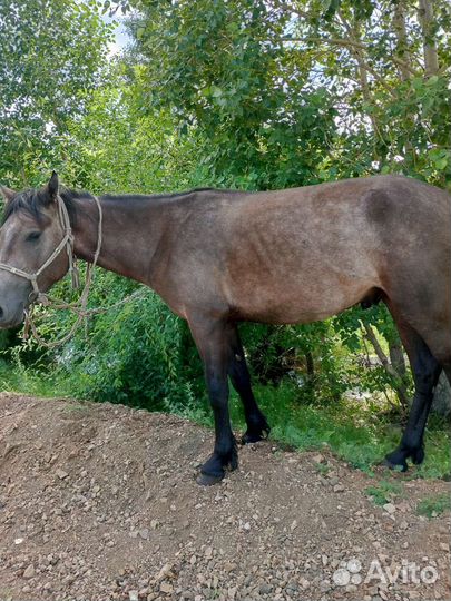 Продажа лошадей