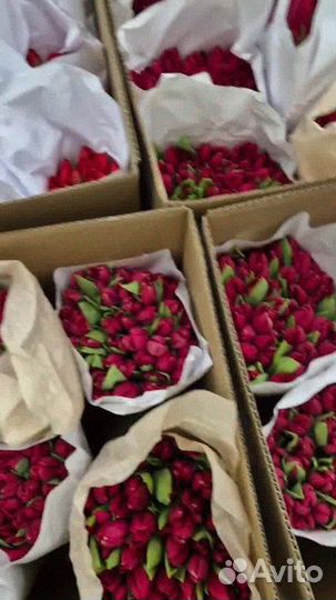 Тюльпаны опт