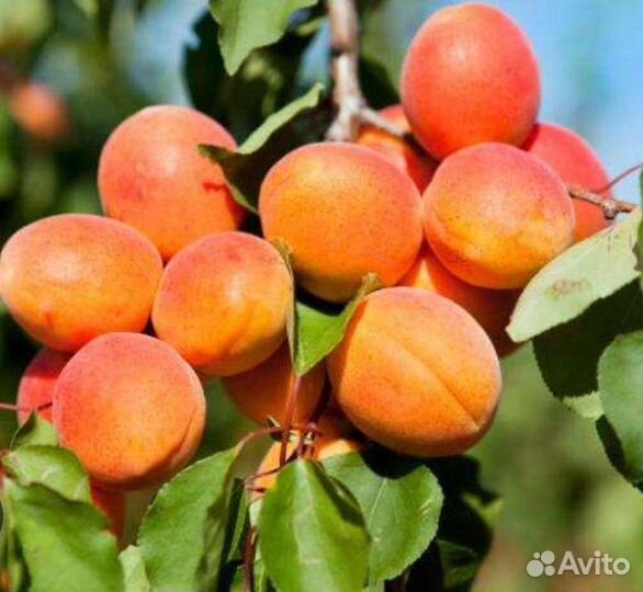 Саженцы абрикос