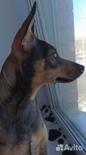 Щенки цвергпинчера